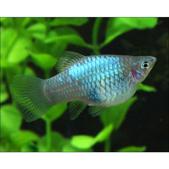 Пецилия (Xiphophorus maculatus)