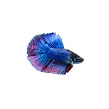 Петушок СуперДельта (Betta Super Delta)
