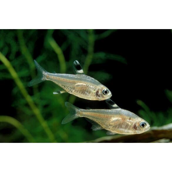 Тетра Пристелла GLO (Pristella maxillaris Glo)