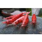 Креветка Вишня (Neocaridina heteropoda, или Red Cherry Shrimp)