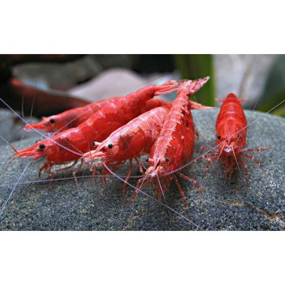 Креветка Вишня (Neocaridina heteropoda, или Red Cherry Shrimp)