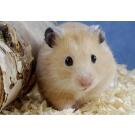 Хомяк Сирийский