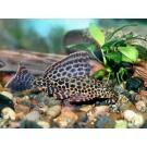 Сом Парчовый Птеригоплихт (Pterygoplichthys gibbiceps) 2-3см