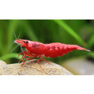 Креветка Вишня (Neocaridina heteropoda, или Red Cherry Shrimp)