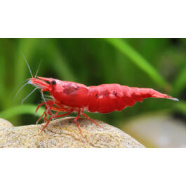 Креветка Вишня (Neocaridina heteropoda, или Red Cherry Shrimp)