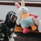 Игрушка Hunter Toy Dog Muli Rabbit для собак с пищалкой, 18см
