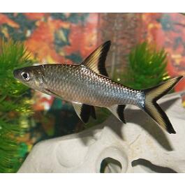 Акулий Барбус (Balantiocheilos melanopterus)