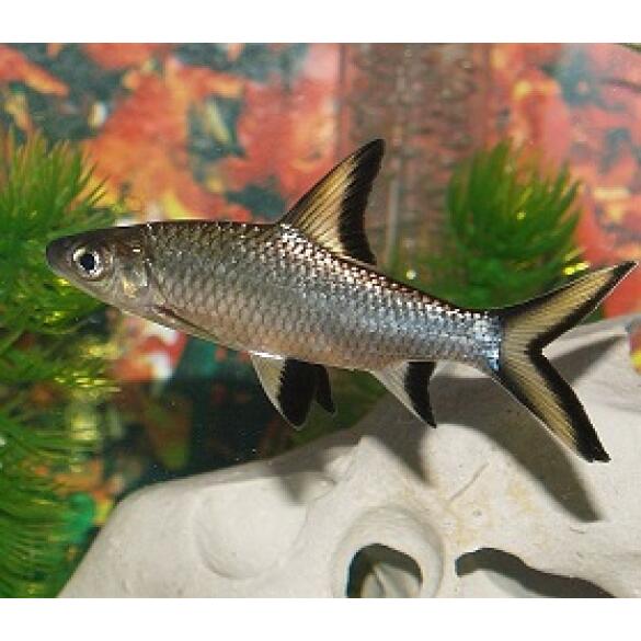 Акулий Барбус (Balantiocheilos melanopterus)