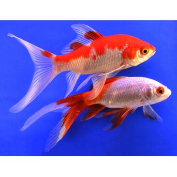Золотая рыбка (Carassius auratus) Комета