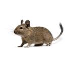 Дегу (чилийская белка)