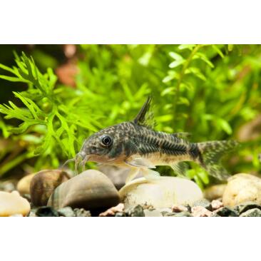 Cом Коридорас Крапчатый (Corydoras) 1см