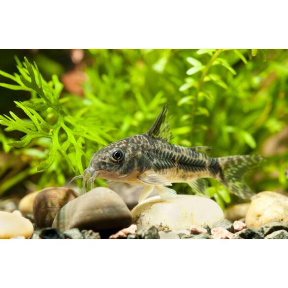 Cом Коридорас Крапчатый (Corydoras) 1см