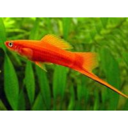 Меченосец (Xiphophorus helleri) XL