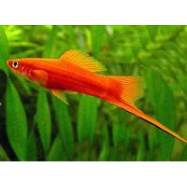 Меченосец (Xiphophorus helleri) XL