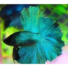 Петушок Халф Мун 5-6см (Halfmoon - Betta Splendens)