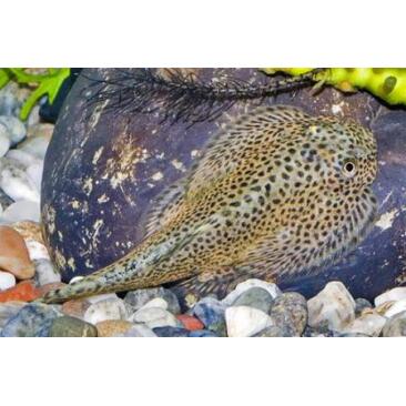 Сом Севилья Линеолата (Sewellia lineolata)