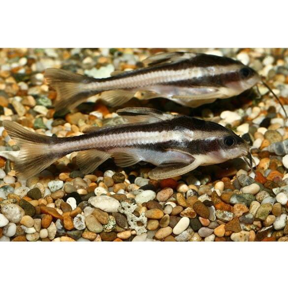 Сом Платидорас (Platydoras armatulus) 3-4см