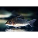Сом Брохис изумрудный Corydoras splendens