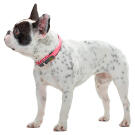 Ошейник HUNTER Collar Convenience Comf для собак 50/M, Неоновый розовый