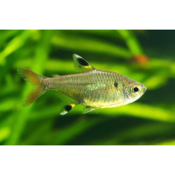 Тетра Пристелла GLO (Pristella maxillaris Glo)