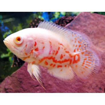 Астронотус (Astronotus) Тигровый Альбинос