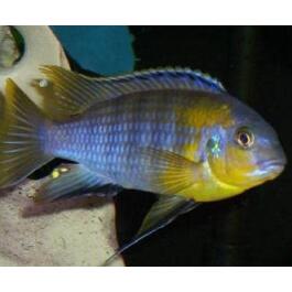 Псевдотрофеус Зебра (Pseudotropheus) 5см