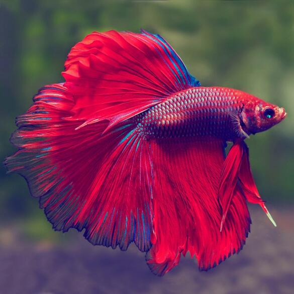 Петушок СуперДельта (Betta Super Delta)