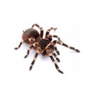 Паук-птицеед - Acanthoscurria geniculata (Самец)
