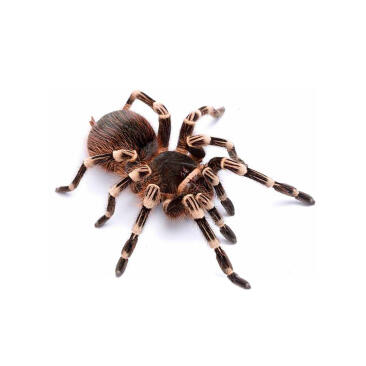 Паук-птицеед - Acanthoscurria geniculata (Самец)