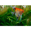 Скалярия ассорти