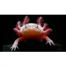 Аксоло́тль (Axolotl)