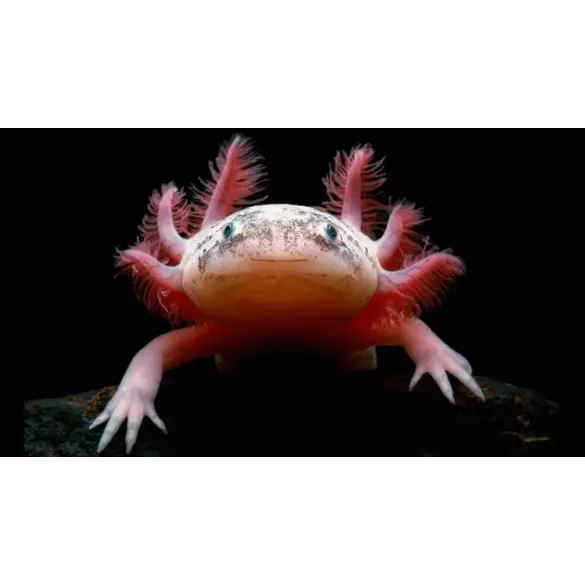 Аксоло́тль (Axolotl)