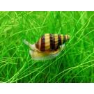 Улитка Хелена (Anentome helena)