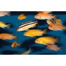 Меланохромис Ауратус (Melanochromis auratus)