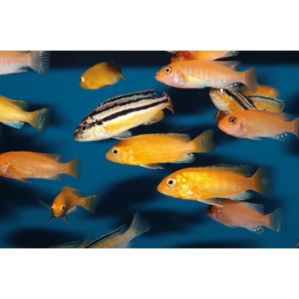 Меланохромис Ауратус (Melanochromis auratus)