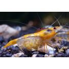 Креветка Рили (Neocaridina heteropoda var. Rili)