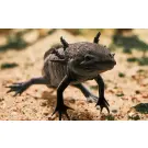 Аксоло́тль (Axolotl)