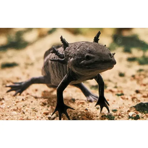 Аксоло́тль (Axolotl)