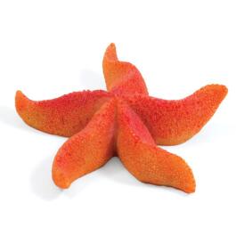 Звезда морская Laguna "Астерина мини", 64*57*16мм