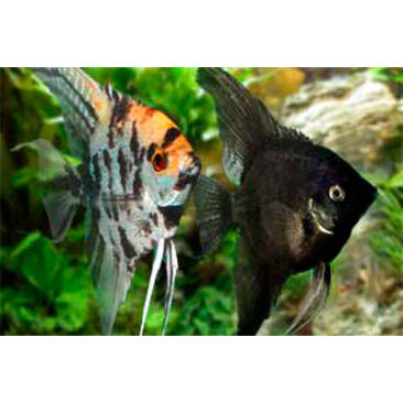 Скалярия (Pterophyllum scalare) (ассорти)