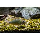 Сом Брохис изумрудный Corydoras splendens
