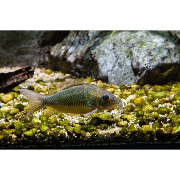 Сом Брохис изумрудный Corydoras splendens