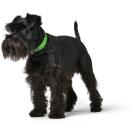 Ошейник HUNTER Collar Convenience 50/M, Зеленое яблоко