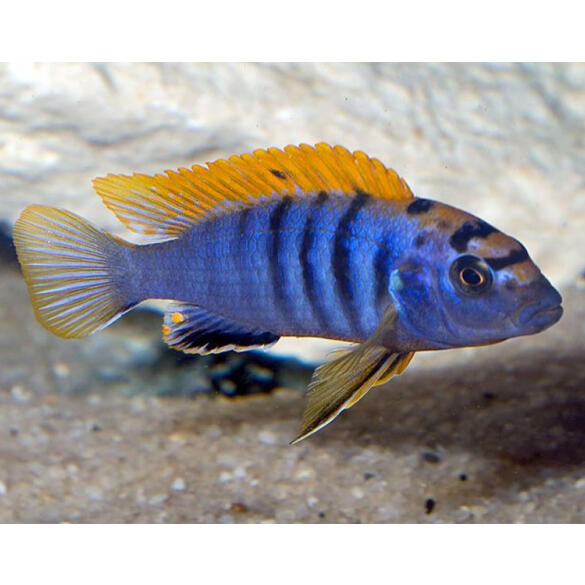 Лабидохромис Хонги (Labidochromis sp. Hongi)