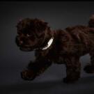 Ошейник HUNTER Collar Convenience Refl Glow 40/S, Леопард