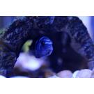 Меланохромис Ауратус (Melanochromis auratus)