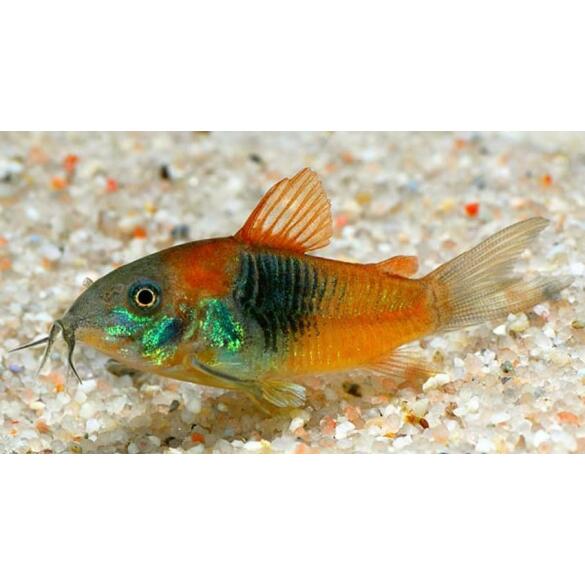 Сом Коридорас Венесуэла Оранж (Corydoras venezuelanus)