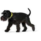 Ошейник HUNTER Collar Convenience Comfort для собак 45/S-M, Неоновый желтый