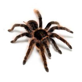 Паук-птицеед-Brachypelma albopilosum (самец)