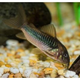 Сом Коридорас Золотистый (Corydoras)